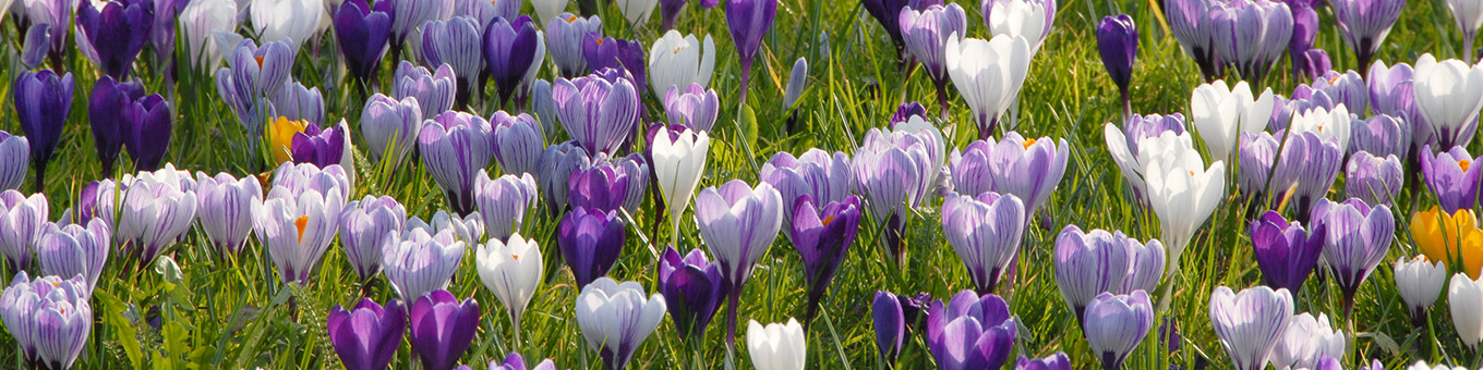 Krokusse richtig pflanzen
